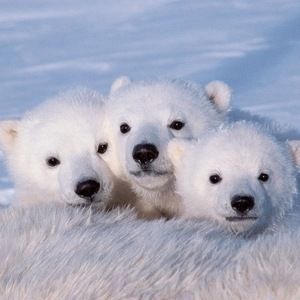 Meet your Posher, Rosanna